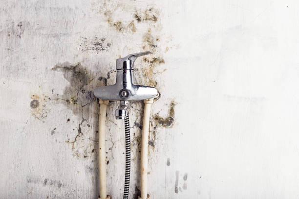 Best Emergency Mold Remediation in University Center, VA