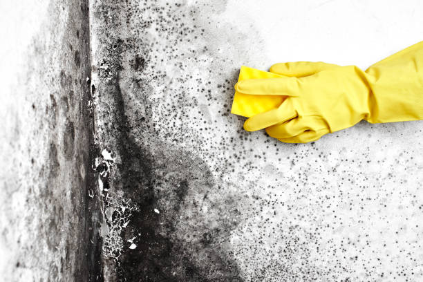 Best Commercial Mold Remediation in University Center, VA