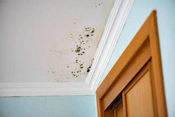 Best Industrial Mold Remediation in University Center, VA