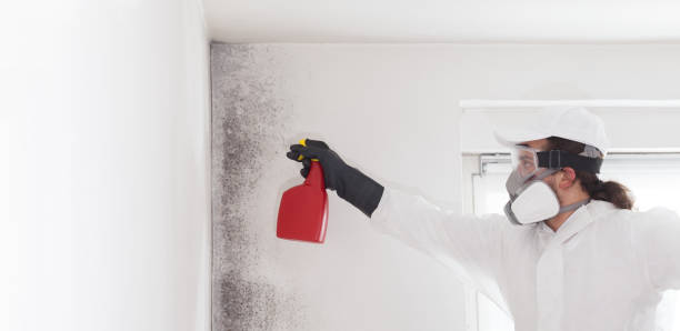Best Post-Remediation Services in University Center, VA