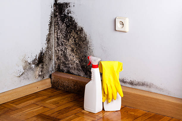 Best Preventive Mold Services in University Center, VA